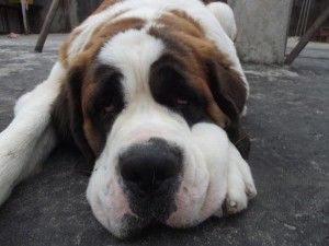 Perro apático