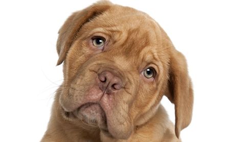 Cachorro educado