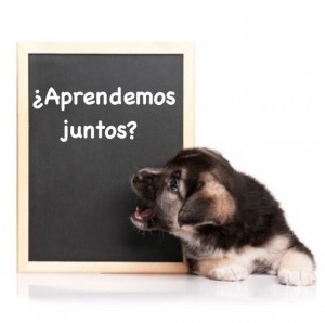 Clases para cachorros
