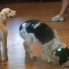 Grupo Cachorros Julio 2014_12 Grupo Cachorros Julio 2014_12 • <a style="font-size:0.8em;" href="http://www.flickr.com/photos/115110532@N02/14523858378/" target="_blank">View on Flickr</a>