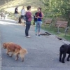 Mientras los perros beben Mientras los perros beben • <a style="font-size:0.8em;" href="http://www.flickr.com/photos/115110532@N02/29363372620/" target="_blank">View on Flickr</a>