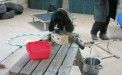 Comienzo Clases de Continuidad Clases De Estimulación Para Perros