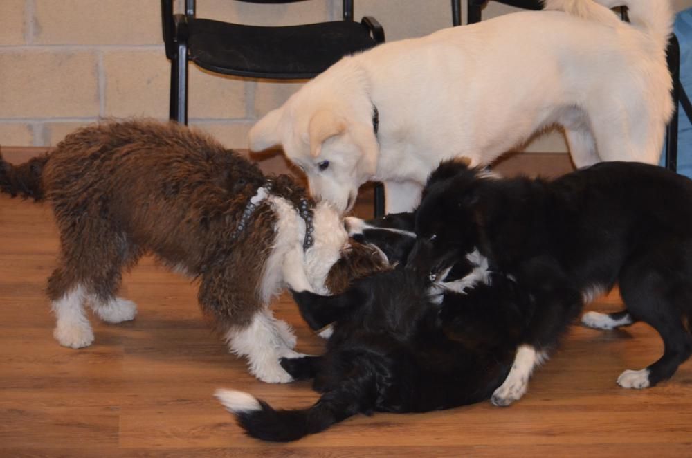 Obediencia Cachorros