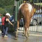 Duchando al caballo