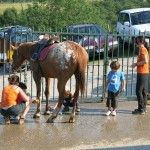 Limpiando los cascos al caballo
